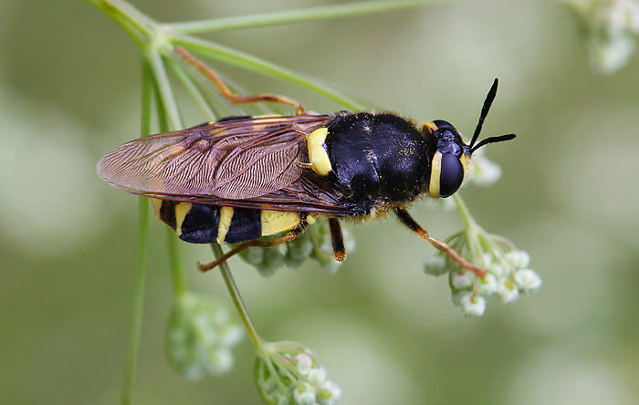 Waffenfliege Stratiomys chamaeleon