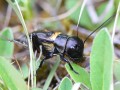 Feldgrille Gryllus campestris