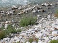 Spärlich bewachsene Schotterflächen von Wildflüssen der Alpen