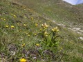 Alpines Grasland auf saurem Gestein