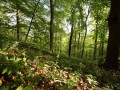 Waldmeister-Buchenwald