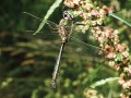 Glänzende Smaragdlibelle Somatochlora metallica