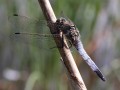 Großer Blaupfeil Orthetrum cancellatum