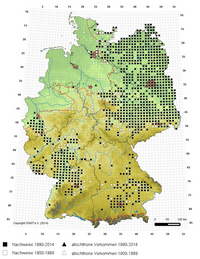 Verbreitung Bufo viridis