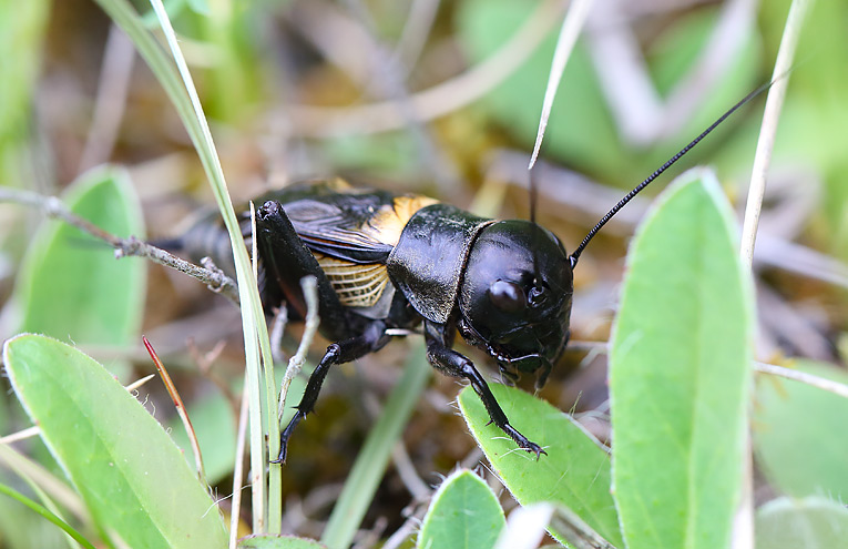 Feldgrille (Gryllus campestris)