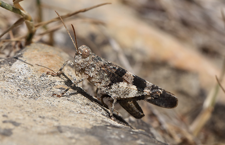 Rotflügelige Ödlandschecke (Oedipoda germanica)