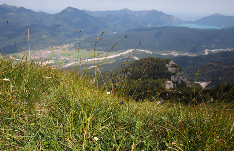 Rostseggenrasen auf basenreichen Böden der Alpen