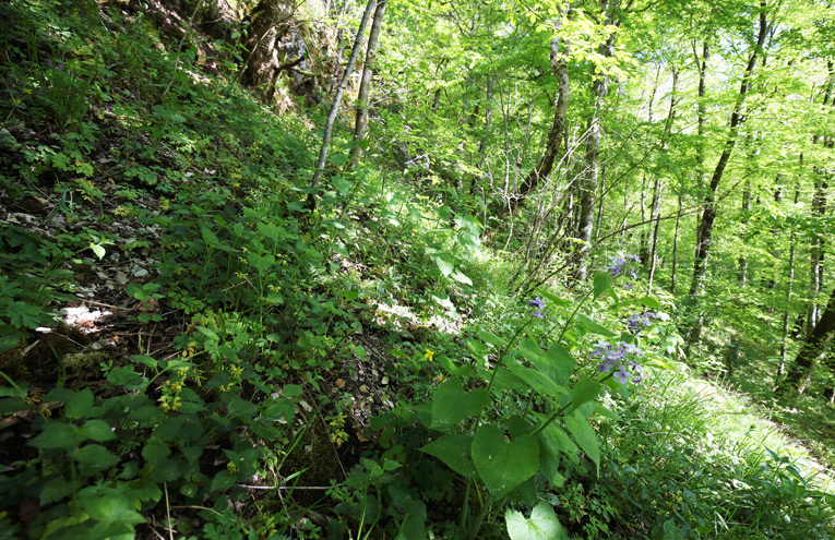 Ulmen-Ahorn-Blockschutt- und Schluchtwälder auf basischem Untergrund