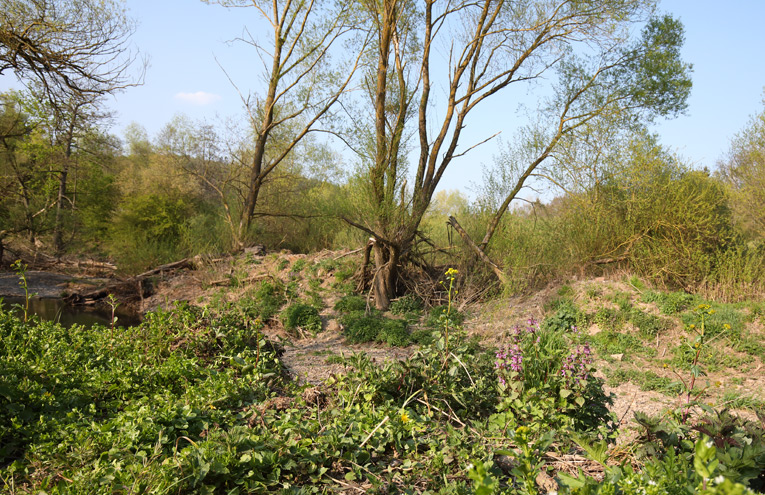 Weiden-Weichholz-Auwälder an Flüssen und Strömen