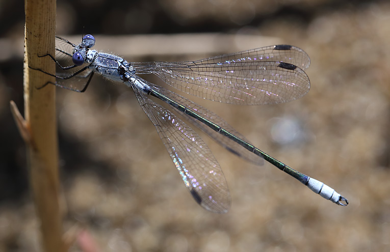 Dunkle Binsenjungfer (Lestes macrostigma)