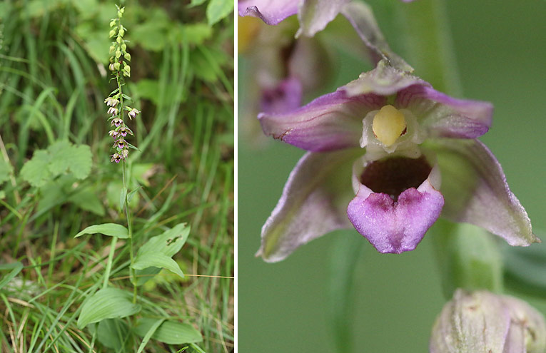 Breitblättrige Ständelwurz (Epipactis helleborine)