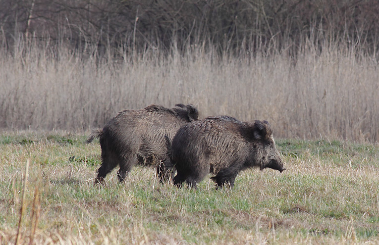 Wildschwein (Sus scrofa)