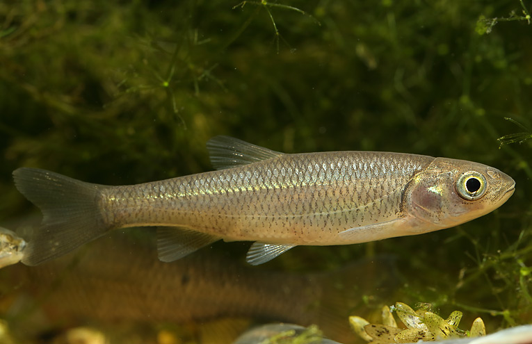 Döbel (Squalius cephalus)