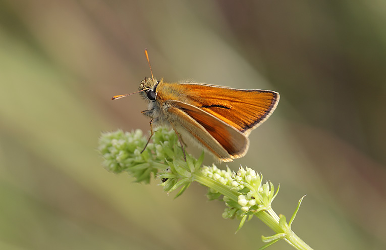 Braunkolbiger Dickkopffalter (Thymelicus sylvestris)