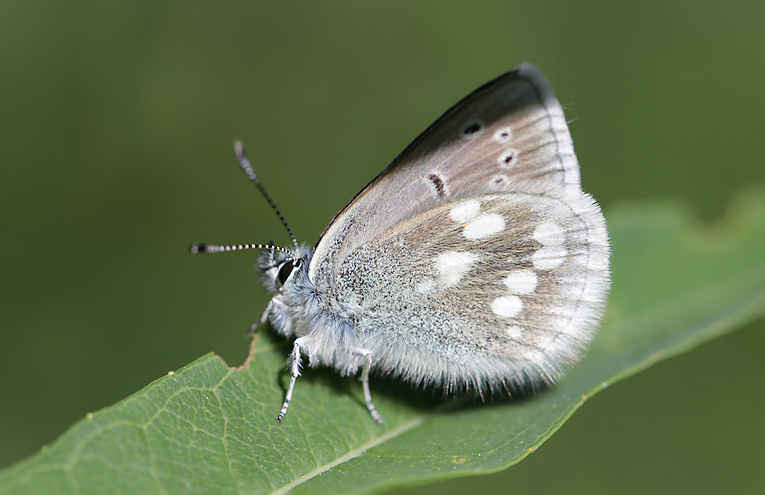 Heller Alpenbläuling (Plebeius orbitulus)