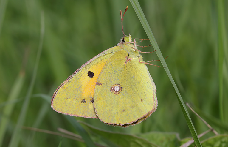 Postillon, Wander-Gelbling (Colias croceus)