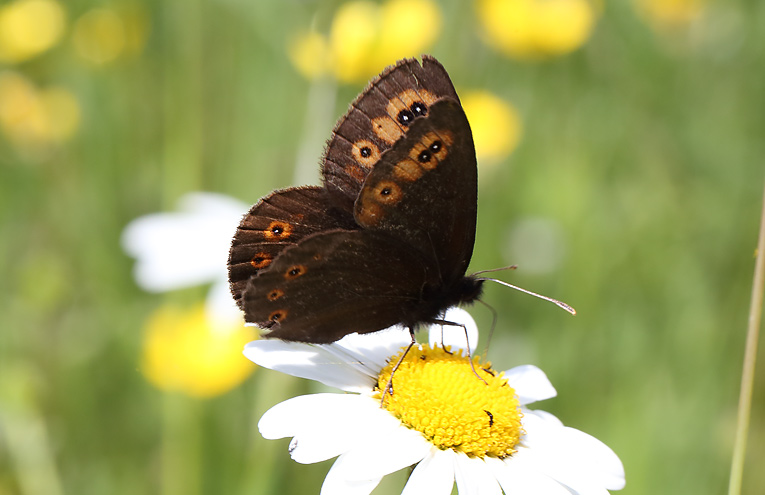 Rundaugen-Mohrenfalter (Erebia medusa)